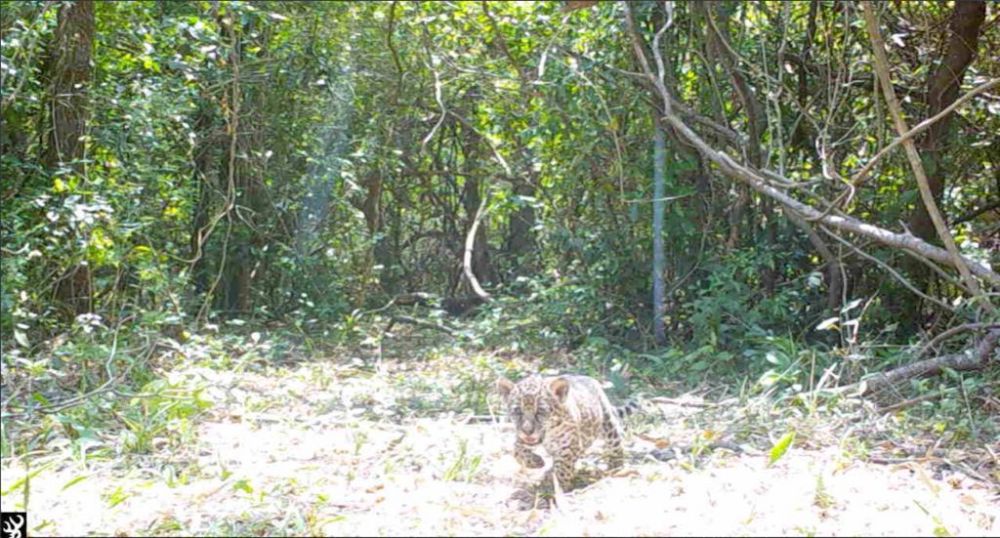 Dos nuevos integrantes en la familia de yaguaretés en Parque Iberá