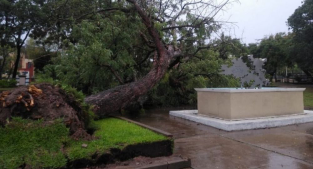 Cayó un inmenso árbol en la costanera