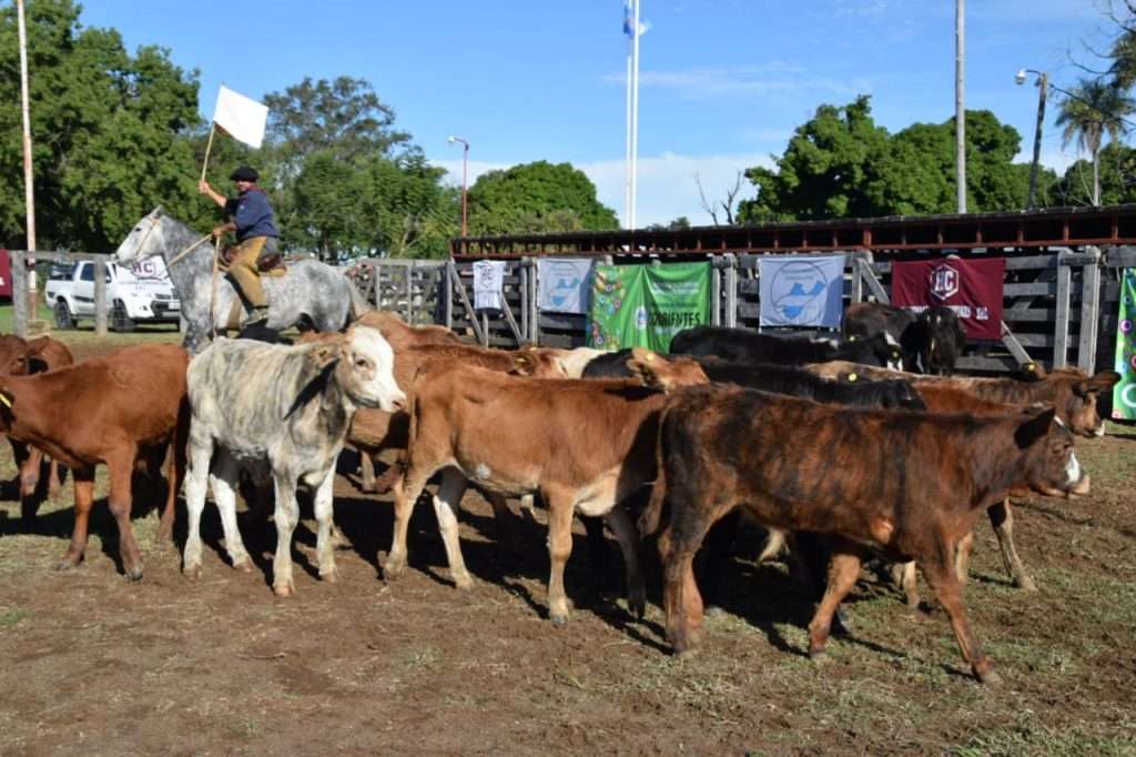 Con éxito, llega a su fin la edición 2021 de los Remates Ganaderos