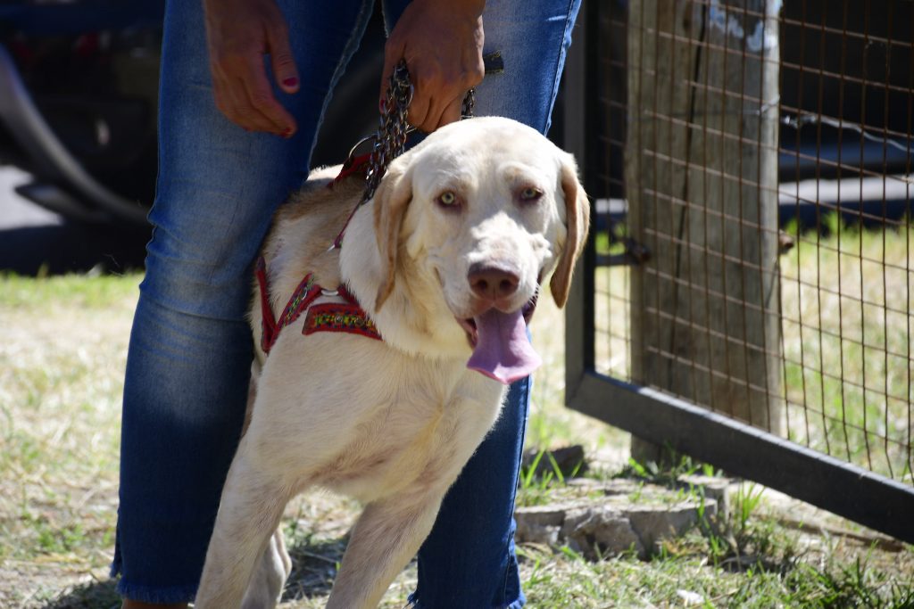 En qué barrios de Corrientes habrá atención veterinaria gratis
