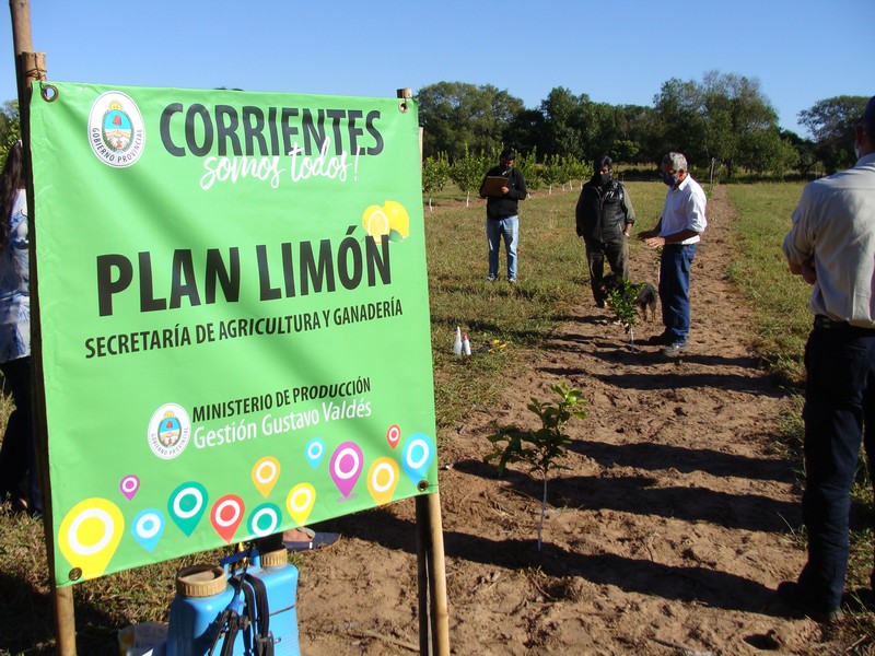 El Gobierno de Corrientes avanza con el Plan Limón superando las 1200 hectáreas