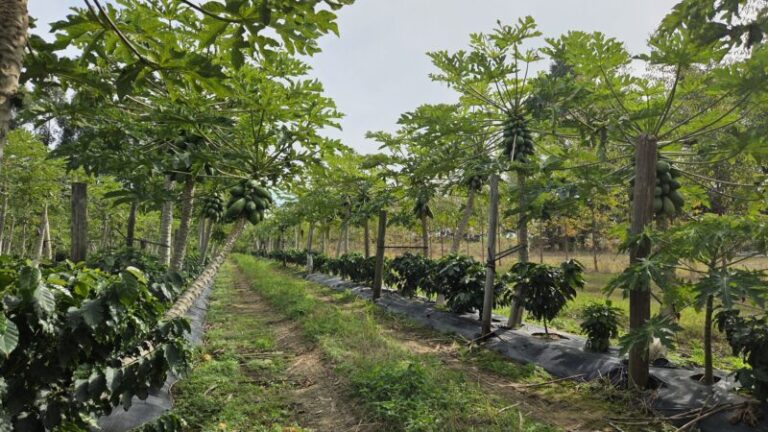 Corrientes avanza con una experiencia pionera de café de especialidad y proyecta su primera cosecha para 2027
