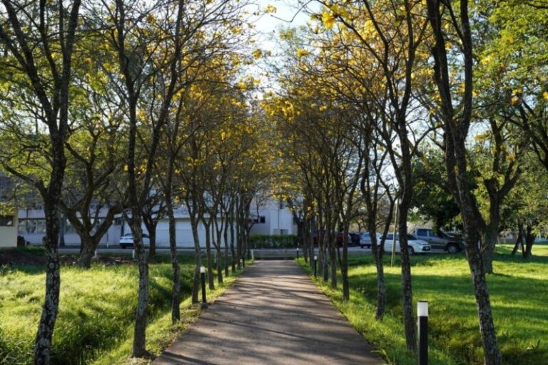 Semana del Árbol: el Municipio prepara actividades de plantación, educación y concientización